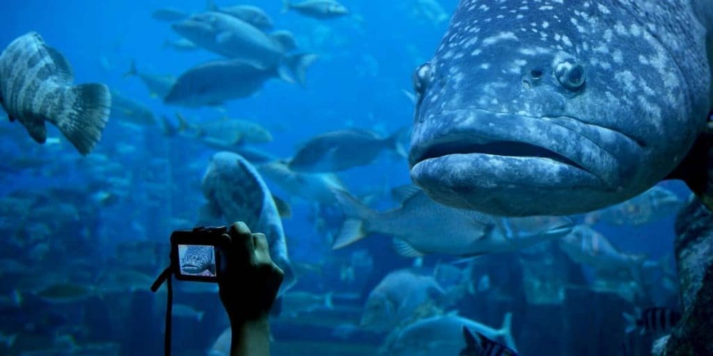 Someone taking a photo of a goliath Grouper in aquarium